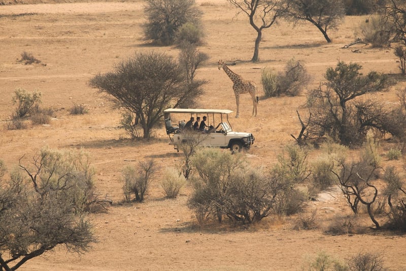 Safari Tours
